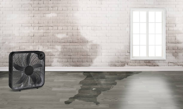 Best Water damage cleanup near me  in Old Town, ME